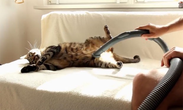 Vídeo mostra gato Bobo todo relaxado, praticamente imóvel, enquanto dono passa aspirador de pó em seus pelos (Foto: Reprodução/YouTube/Krzysztof Smejlis)