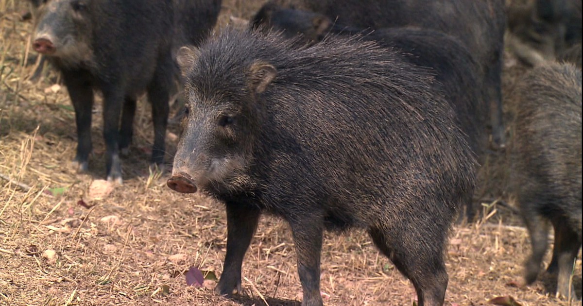 Resultado de imagem para fotos de porcos em um cercado