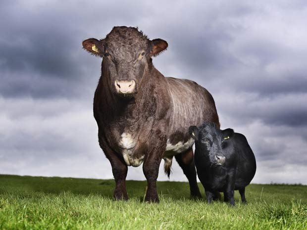 Vaca de 84 cm entrou para o Guinness como a menor do mundo (Foto: Paul Michael Hughes/Guinness/AP)