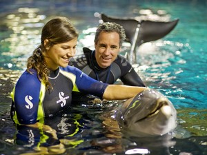 Interação com golfinhos no parque Epcot, da Disney (Foto: Divulgação/Disney)