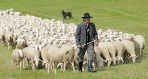 Competição premia pastor que conduzir melhor 300 ovelhas | Planeta Bizarro | G1