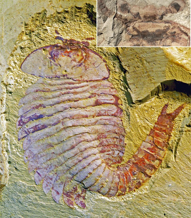 Fóssil de artrópode encontrado por cientistas; detalhe mostra estruturas do cérebro fossilizado (Foto: Divulgação/Xiaoya Ma/Nicholas Strausfeld)