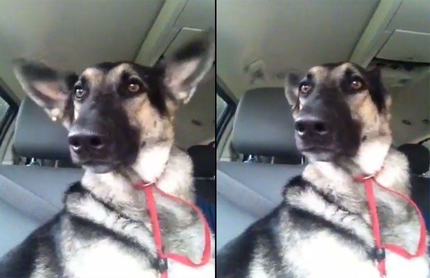 Cão virou hit na web após 'dançar' hip-hop (Foto: Reprodução/YouTube/Jaxson Rose)