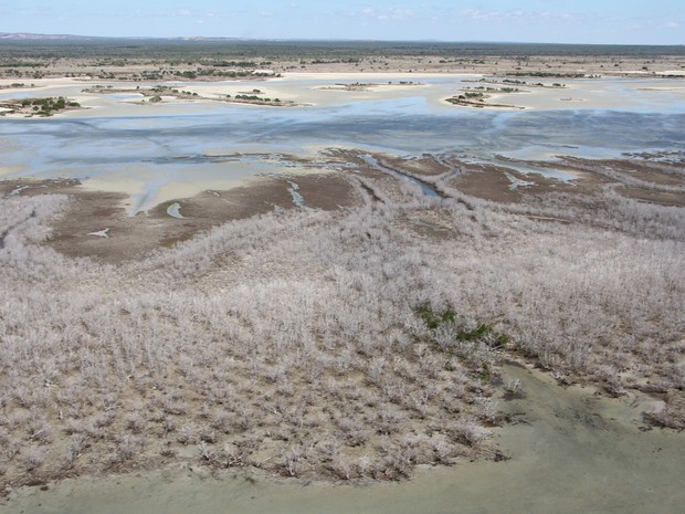  Mangues retraíram provavelmente devido a seca prolongada  (Foto: STR/James Cook University/AFP)