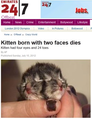 O gatinho Gemini (Foto: Reprodução)