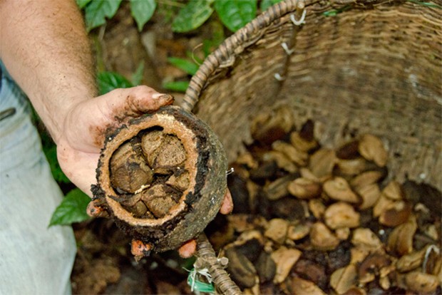 Colheita da castanha-do-brasil na Amazônia (Foto: Haroldo Castro )