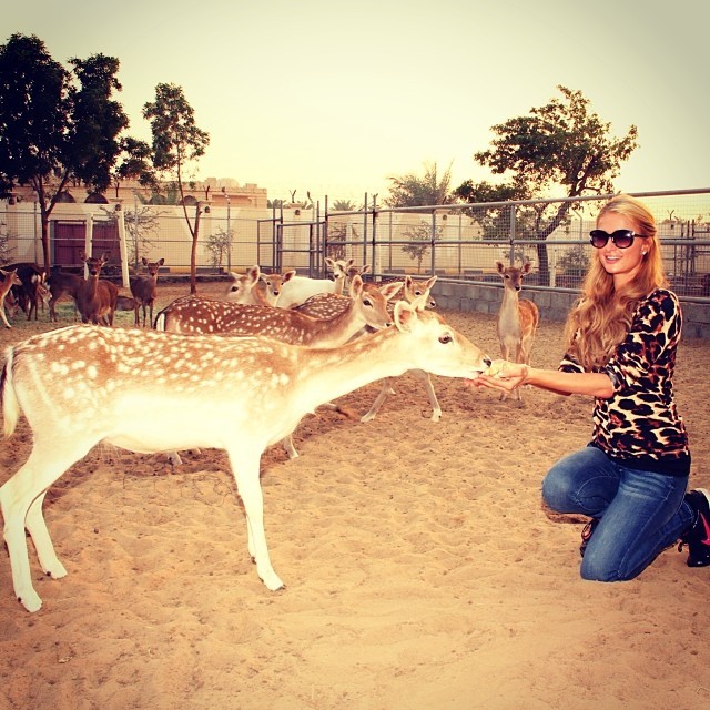 Paris Hilton alimentando veados (Foto: Reprodução/Instagram) Paris Hilton alimentando veados (Foto: Reprodução/Instagram)