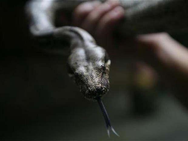 Jiboia residente de um zoológico de Puerto Vallarta, no México (Foto: Carlos Jasso/Reuters)