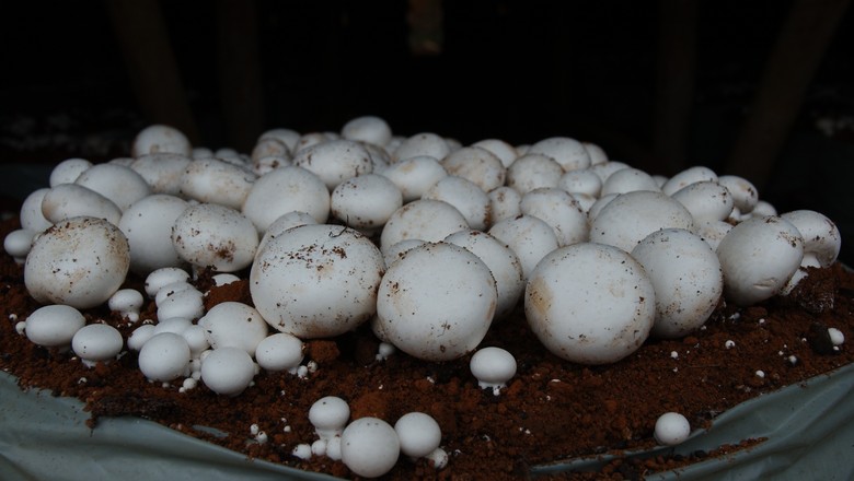 Substrato e Blocos para Cultivo de Cogumelos Shitake