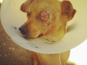 Animal foi diagnsticado com um tumor no olho esquerdo e outro no pnis.  (Foto: Arquivo Pessoal/ Gracielle Moraes)