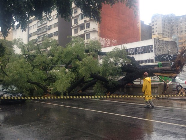 Árvore cai na Avenida Rio Branco, no Centro (Foto: Márcio Pinho/G1)