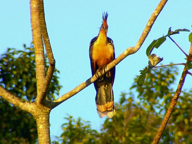  Ilha do Bananal é um paraíso para as aves (Grep)  (Foto: Globo Repórter)
