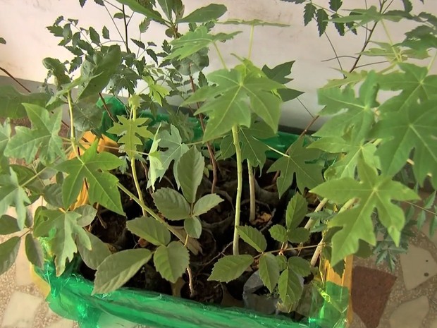 Cartório doa mudas de árvore para pais que registram bebês em Cuiabá (Foto: Reprodução/TVCA)