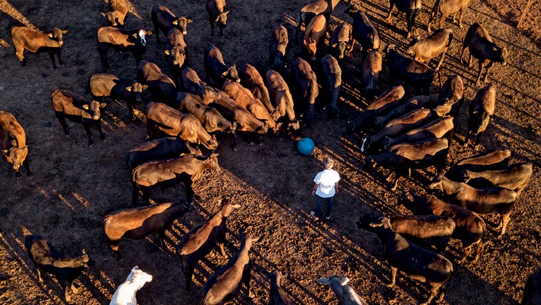 Bem-estar animal - Confinamento no Recanto da Vó Cidinha, em Nhandeara (SP) (Foto: Fernando Martinho)