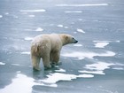 Urso polar pode nadar grande distância para sobreviver, diz estudo