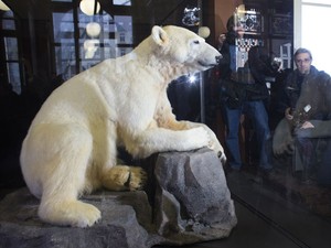 Estátua do urso polar Knut no Museu de História Natural de Berlim (Foto: AP Photo/Markus Schreiber)