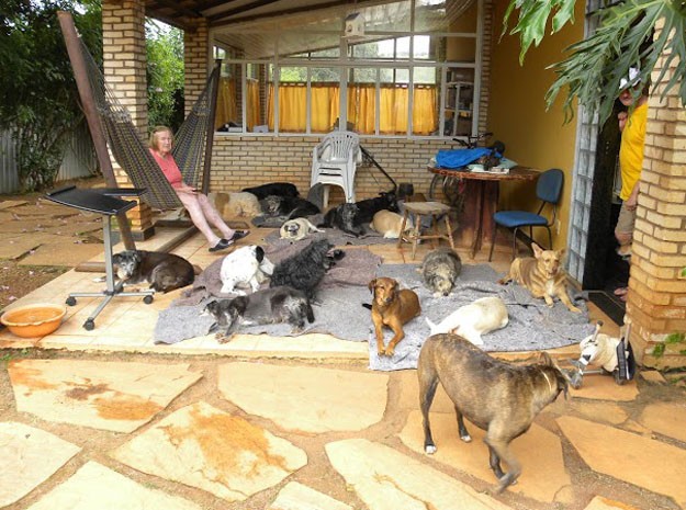 Cachorros resgatados por moradora do Distrito Federal (Foto: Valéria Sokal/Arquivo Pessoal)