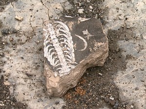 Parque reunirá fósseis e objetos pré-históricos (Foto: Reprodução/EPTV)