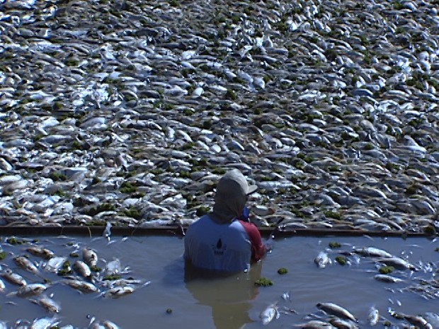Peixes mortos precisarão ser retirados da água  (Foto: Reprodução/TV Integração)