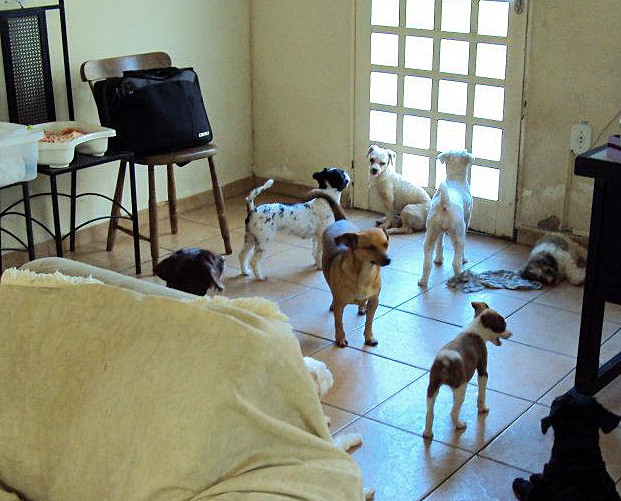 Twyla com os cachorros (Foto: Arquivo Pessoal)