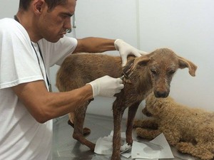 Cães em estado delicado receberam atendimento em clínica de Ouro Branco  (Foto: Carla Sássi/Arquivo pessoal)