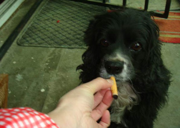 Em 2010, o cachorro chamado ‘Tesouro’, que vive em Pequim, na China, ganhou destaque na imprensa por ser viciado em cigarro. Segundo sua dona, Li, o cão de estimação inala fumaça desde que tinha cinco meses de idade e precisa de, pelo menos, dois cigarros por dia. (Foto: Quirky China/Barcroft Media/Getty Images)