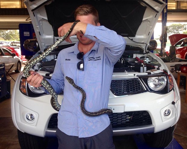 Especialista Richie Gilbert foi chamado e capturou a cobra (Foto: Reprodução/Facebook/Sunshine Coast Snake Catchers 24/7)