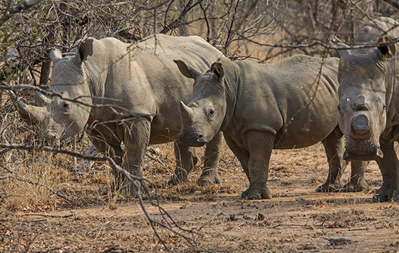 Uma família de rinocerontes-brancos na reserva Thandeka. A mãe, à direita, já com seu chifre cortado; os dois filhotes terão que perder seus chifres para que não percam a vida (Foto: © Haroldo Castro/Época) Uma família de rinocerontes-brancos na reserva Thandeka. A mãe, à direita, já com seu chifre cortado; os dois filhotes terão que perder seus chifres para que não percam a vida (Foto: © Haroldo Castro/Época)