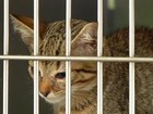 Casos de esporotricose em gatos chamam atenção do CCZ de Resende