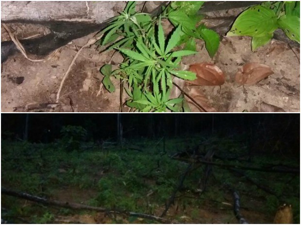 Plantação foi achada em clareira dentro de propriedade na zona Rural de Amajari (Foto: Divulgação/Polícia Militar)
