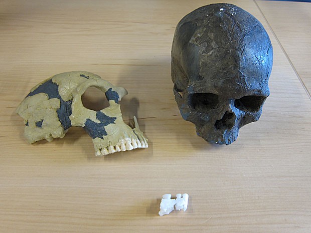 Da esqueda para a direita, crânio de neandertal de 38 mil anos, o osso de mandíbula estudado pela equipe britânica e crânio de 'Homo sapiens' de 35 mil anos  (Foto: Natural History Museum )