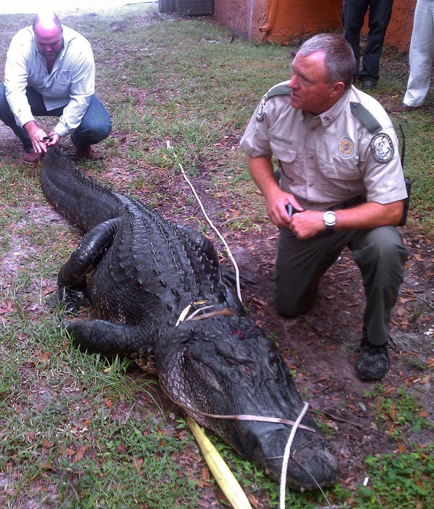 Animal de 3,6 m estava sendo mantido como animal de estimação e era alimentado por gatos (Foto: Divulgação/Florida Fish and Wildlife Conservation Commission)