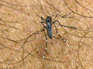 Inseticida torna mosquito da dengue incapaz de picar, diz pesquisa da USP