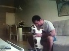 MP pede condenação de empresário do Rio por agressão a animais