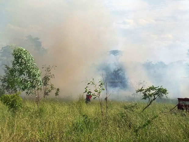 Fogo atingiu uma área de vegetação (Foto: Stephanie Fonseca/G1)