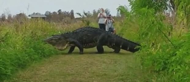 Jacaré gigante filmado em reserva na Flórida é comparado a Godzilla - Globo.com