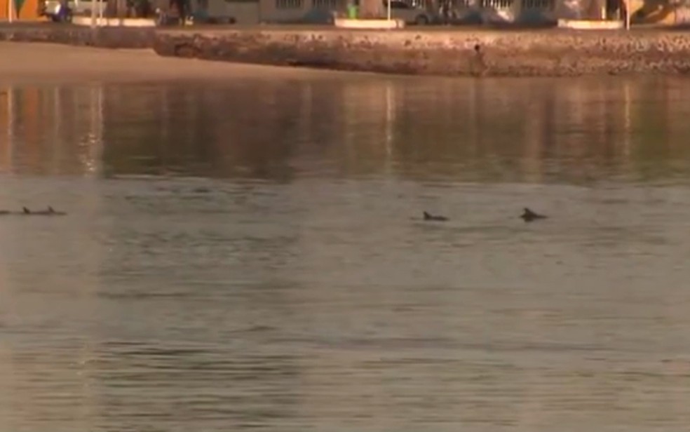 Golfinhos foram vistos na praia de Plataforma, na manhã desta quinta-feira (11) (Foto: Reprodução/ TV Bahia)