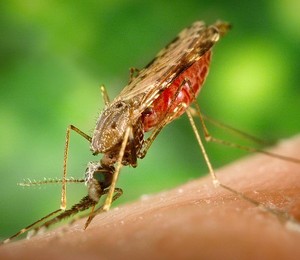 Anopheles albimanus, um mosquito vetor da malária (Foto: James Gathany/CDC)