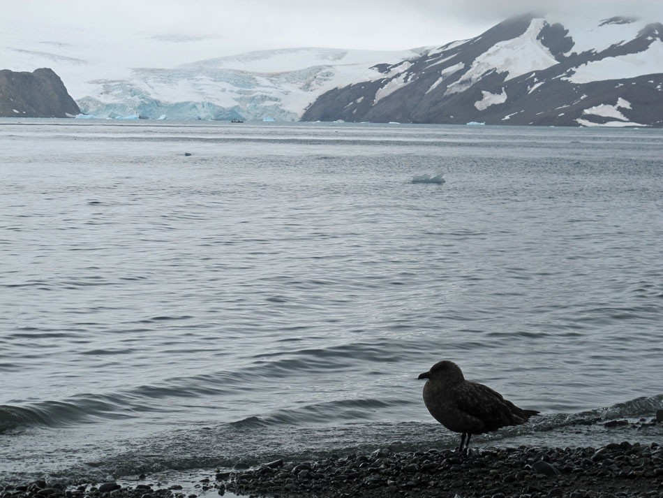 Exemplar de Skua, ave que é chamada de urubu da Antártica e faz parte da biodiversidade do continente gelado (Foto: Eduardo Carvalho/G1)