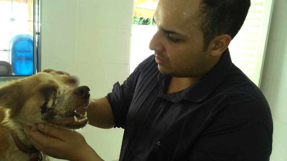 Estado clínico do cachorro ainda é crítico e animal não tem previsão de alta; Victor Hugo fez o resgate do cão (Foto: Victor Hugo Fernandes/Arquivo Pessoal)