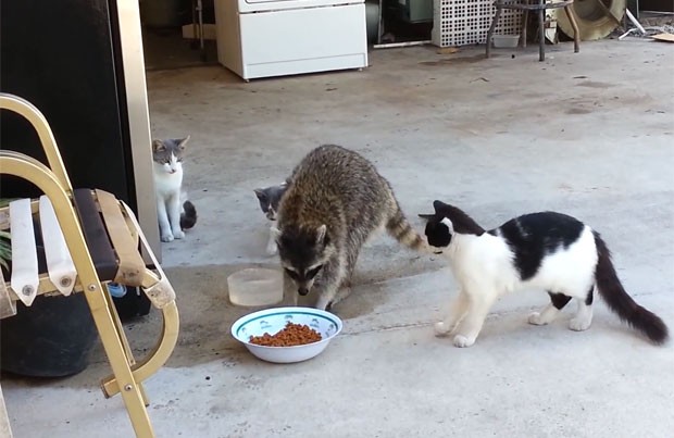 Guaxinim atrevido foi filmado roubando a comida de gatos (Foto: Reprodução/YouTube/ Rigo Gonzalez)
