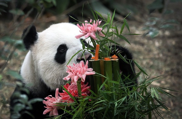 Data também celebra o primeiro ano do empréstimo dos animais, que vêm da China (Foto: Wong Maye-E/AP)