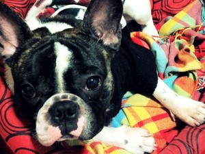 O nome do meu bulldog francês é Hoof. Ele adora se vestir no invernos, não pode ver alguém segurando sua roupinha que já corre para vesti-la (Foto: Priscila Dantas/VC no G1) O nome do meu bulldog francês é Hoof. Ele adora se vestir no invernos, não pode ver alguém segurando sua roupinha que já corre para vesti-la (Foto: Priscila Dantas/VC no G1)