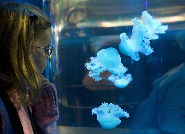 Menina observa água-viva em um aquário na cidade de Timmendorfer, na Alemanha, nesta terça-feira (26). O município recebe uma exibição deste tipo de animal marinho, chamada de 'Descoberta das Medusas' (Foto: Jens Buttner/AFP)