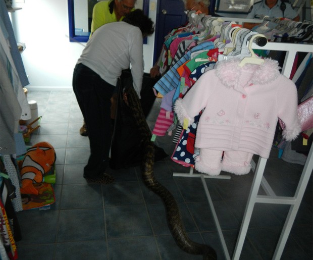Equipe especializada em cobras foi chamada para capturar píton e devolvê-la ao habitat natural (Foto: Divulgação/Queensland Police) Equipe especializada em cobras foi chamada para capturar píton e devolvê-la ao habitat natural (Foto: Divulgação/Queensland Police)