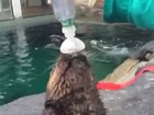 Lontra asmática aprende a usar inalador em aquário nos EUA
