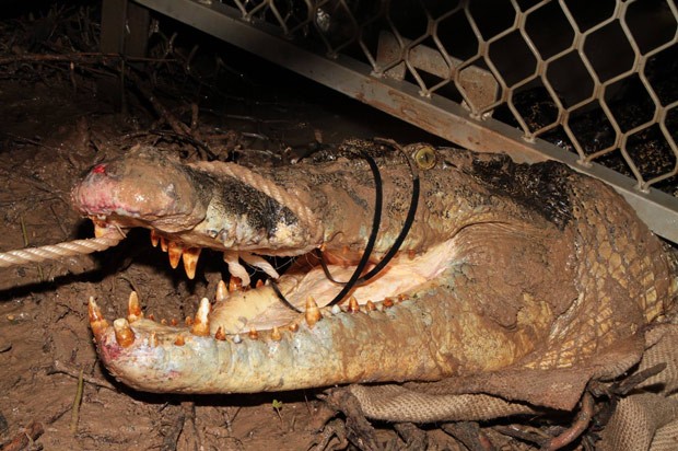 Crocodilo chamou atenção por ter alguns dentes faltando (Foto: Reprodução/Facebook/Northern Territory Parks and Wildlife)