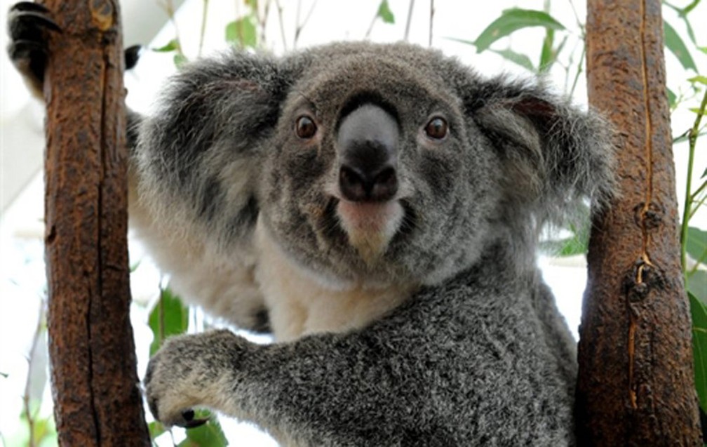 Coala na região de Brisbane (Foto: Torsten Blackwood / AFP Photo)