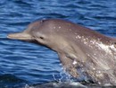 Cientistas identificam 
nova espécie de golfinho (Guido Parra/Divulgação)