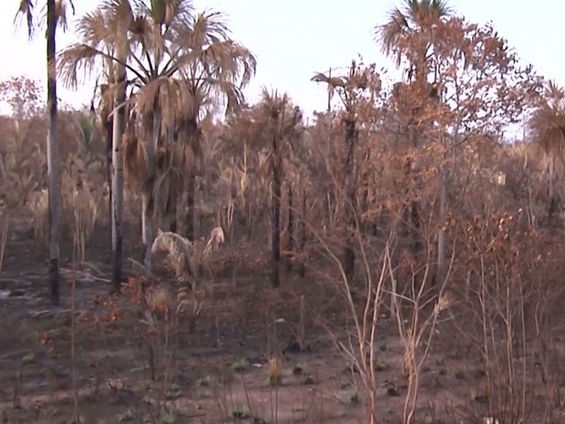 Safra de buriti na região sul do Maranhão tem início no mês de novembro e vai até o mês de fevereiro (Foto: Reprodução/TV Mirante) Safra de buriti na região sul do Maranhão tem início no mês de novembro e vai até o mês de fevereiro (Foto: Reprodução/TV Mirante)